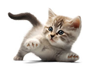 petsbuddie.com